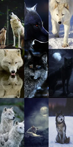 Wolf Wallpaper HD ডাউনলোড করুন – সেরা নেকড়ে ওয়ালপেপার ফ্রি - Screenshot 3