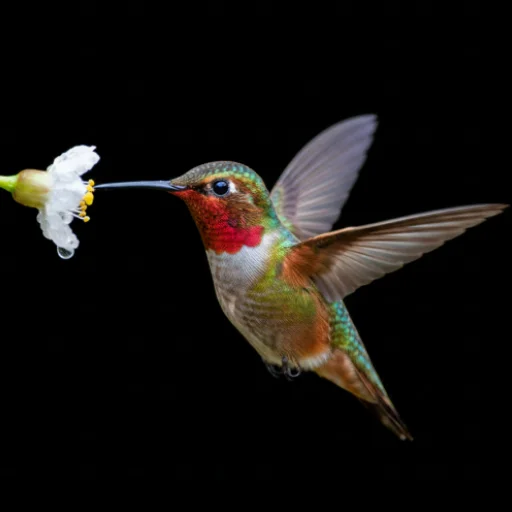 Hummingbird Sounds ডাউনলোড করুন – সেরা বার্ড রিংটোন ও সাউন্ড ক্লিপ