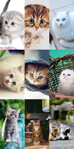 Cute Cat Wallpapers ডাউনলোড করুন – সেরা কিউট বিড়ালের ওয়ালপেপার - Screenshot 3