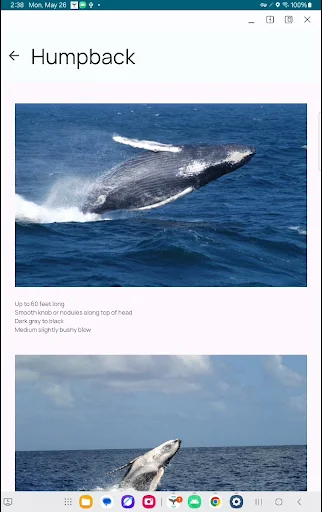 Whale Alert অ্যাপ ডাউনলোড করুন – তিমির অবস্থান ও সুরক্ষা - Screenshot 14