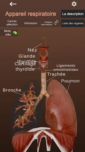 Internal Organs in 3D Anatomy ডাউনলোড করুন – সেরা অ্যানাটমি অ্যাপ - Screenshot 3