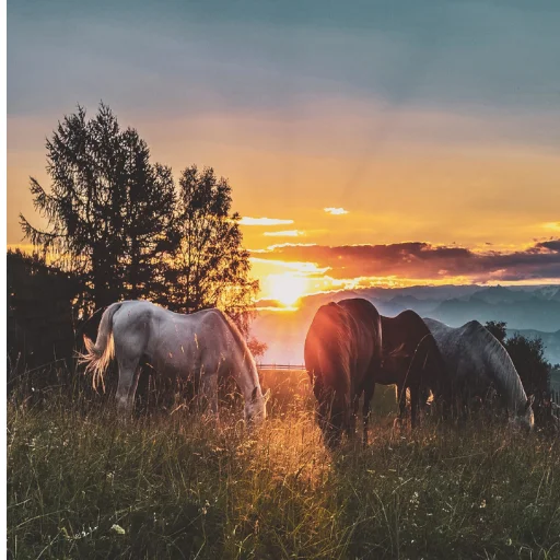 Horse Wallpapers ডাউনলোড করুন – সেরা 4K এইচডি ঘোড়ার ওয়ালপেপার