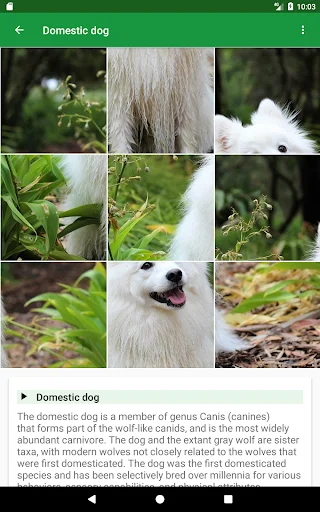 Dogs Puzzle ডাউনলোড করুন – সেরা ডগ পাজল গেম ফ্রি ডাউনলোড - Screenshot 10