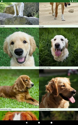 Dogs Puzzle ডাউনলোড করুন – সেরা ডগ পাজল গেম ফ্রি ডাউনলোড - Screenshot 14