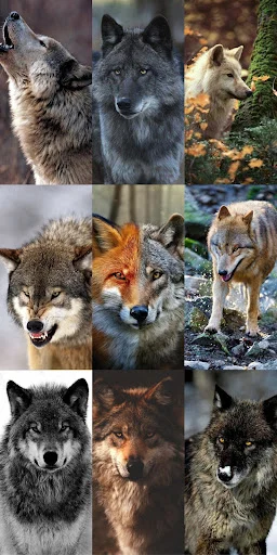 Wolf Wallpaper HD ডাউনলোড করুন – সেরা নেকড়ে ওয়ালপেপার ফ্রি - Screenshot 14