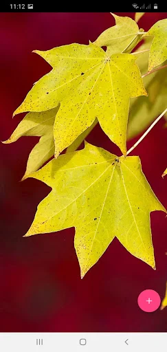 50000 Wallpapers 4K, HD, 3D ডাউনলোড করুন – সেরা ব্যাকগ্রাউন্ড - Screenshot 5