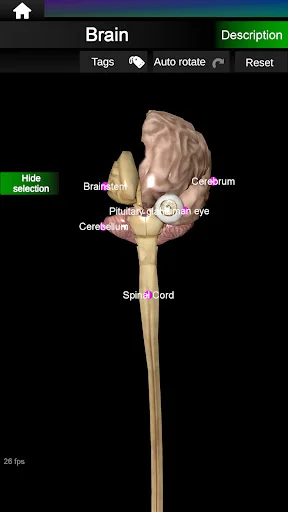Internal Organs in 3D Anatomy ডাউনলোড করুন – সেরা অ্যানাটমি অ্যাপ - Screenshot 21