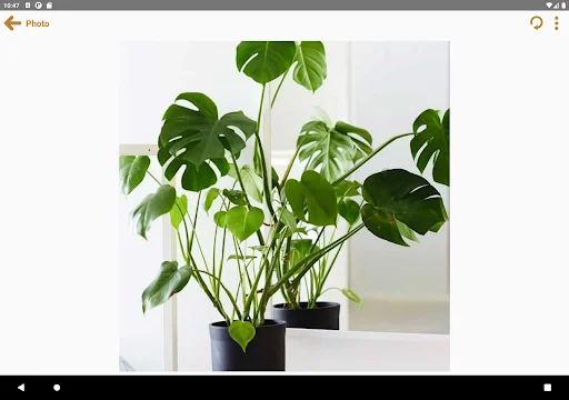 Photo Notes Plus ডাউনলোড করুন – ছবিসহ নোট রাখার সেরা অ্যাপ - Screenshot 11