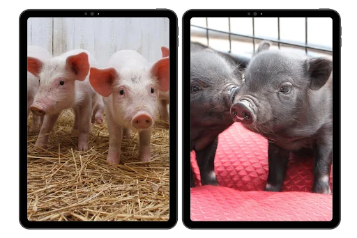 Mini Pig Wallpapers ডাউনলোড করুন – সেরা 4K ও HD ওয়ালপেপার - Screenshot 6