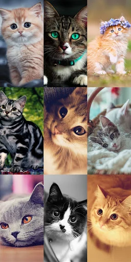 Cute Cat Wallpapers ডাউনলোড করুন – সেরা কিউট বিড়ালের ওয়ালপেপার - Screenshot 16