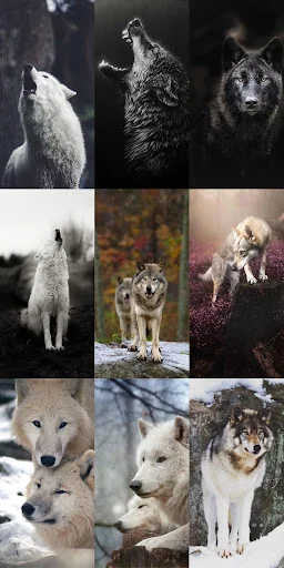 Wolf Wallpaper HD ডাউনলোড করুন – সেরা নেকড়ে ওয়ালপেপার ফ্রি - Screenshot 7