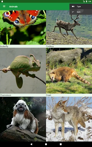 Wild Animals Puzzle ডাউনলোড করুন – বন্যপ্রাণীর মজার পাজল গেম - Screenshot 17