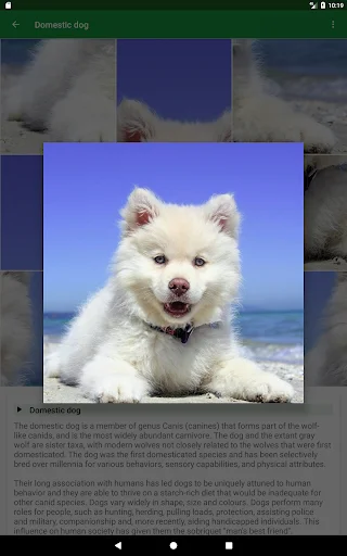 Dogs Puzzle ডাউনলোড করুন – সেরা ডগ পাজল গেম ফ্রি ডাউনলোড - Screenshot 16