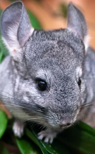 Chinchilla Sounds ডাউনলোড করুন – কিউট চিনচিলা রিংটোন এবং সাউন্ড - Screenshot 1