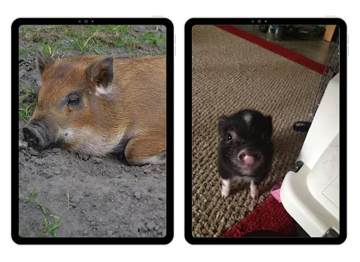 Mini Pig Wallpapers ডাউনলোড করুন – সেরা 4K ও HD ওয়ালপেপার - Screenshot 5