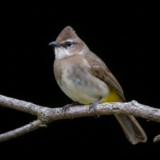 Bulbul Bird Sounds ডাউনলোড করুন – সেরা পাখির ডাক ও রিংটোন