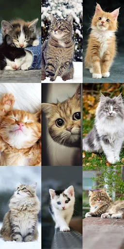 Cute Cat Wallpapers ডাউনলোড করুন – সেরা কিউট বিড়ালের ওয়ালপেপার - Screenshot 5