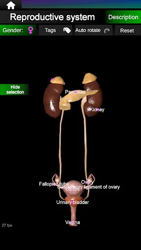 Internal Organs in 3D Anatomy ডাউনলোড করুন – সেরা অ্যানাটমি অ্যাপ - Screenshot 15