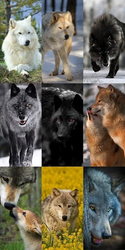 Wolf Wallpaper HD ডাউনলোড করুন – সেরা নেকড়ে ওয়ালপেপার ফ্রি - Screenshot 5