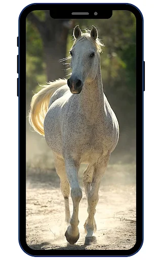 Horse Wallpapers ডাউনলোড করুন – সেরা 4K এইচডি ঘোড়ার ওয়ালপেপার - Screenshot 3