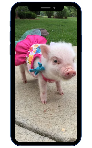 Mini Pig Wallpapers ডাউনলোড করুন – সেরা 4K ও HD ওয়ালপেপার - Screenshot 2
