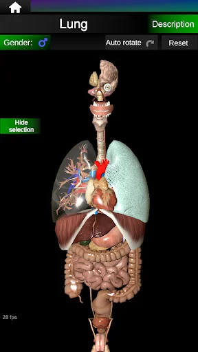 Internal Organs in 3D Anatomy ডাউনলোড করুন – সেরা অ্যানাটমি অ্যাপ - Screenshot 18