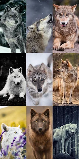 Wolf Wallpaper HD ডাউনলোড করুন – সেরা নেকড়ে ওয়ালপেপার ফ্রি - Screenshot 8
